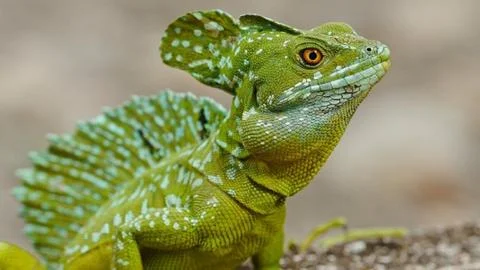 Lizard Stock Photos