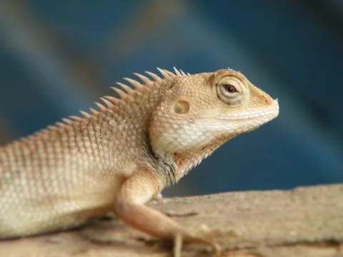 The lizard Stock Photos