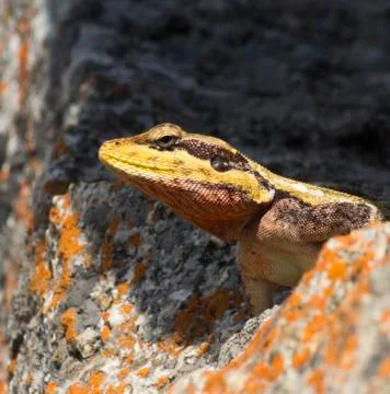 Lizard Stock Photos