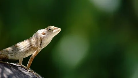 Lizard Stock Photos