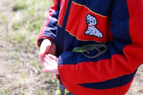 Lizard Stock Photos