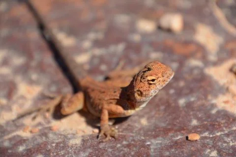 Lizard Stock Photos