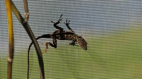 Lizard Stock Photos