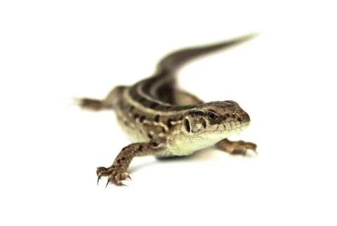 Lizard Stock Photos