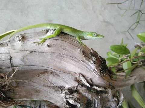Lizard. Stock Photos