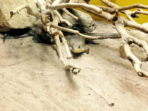 Lizard 스톡 사진