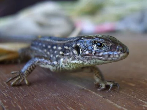 Lizard Stockfoto's