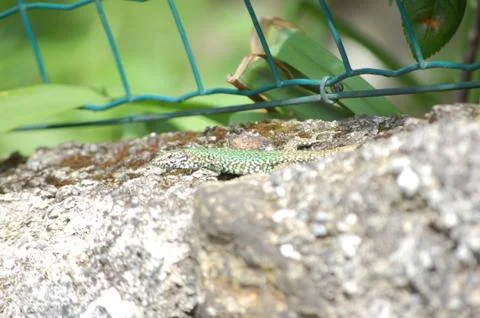 Lizard Stock Photos
