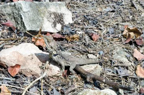 Lizard Stock Photos