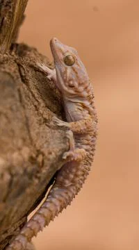 Lizard Stock Photos