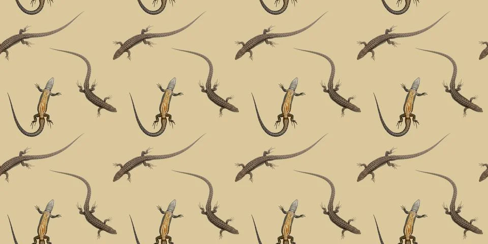 Lizard Stock Photos