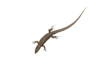 Lizard Stock Photos