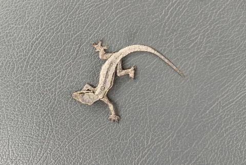A lizard Stock Photos