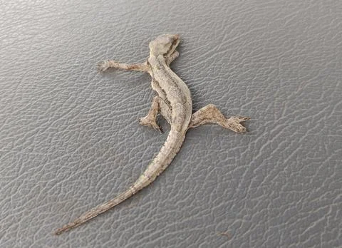 A lizard Stock Photos