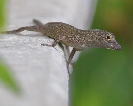 Lizard Stock Photos