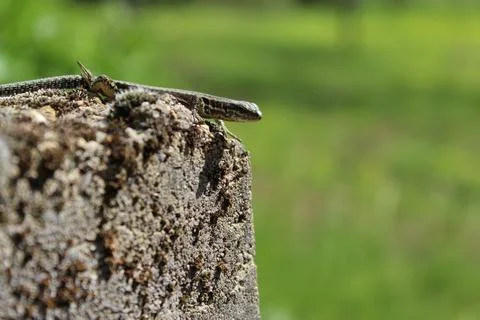 Lizard Stock-Fotos