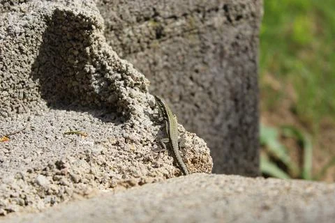 Lizard Stock-Fotos