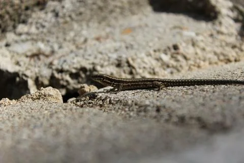 Lizard Stock-Fotos