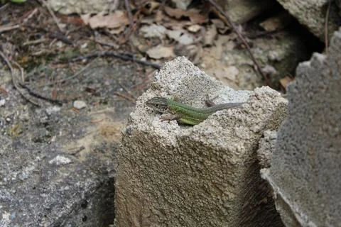 Lizard Stock-Fotos