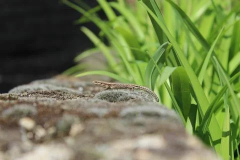 Lizard Stock-Fotos