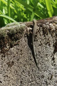 Lizard Stock-Fotos