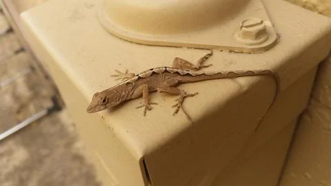 Lizard Stock Photos