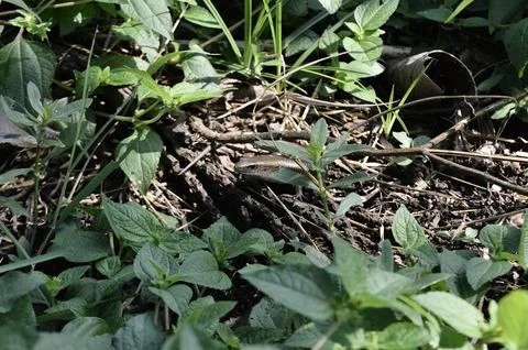 The Lizard Stock Photos