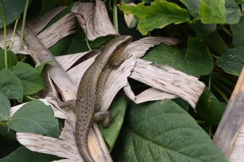 The lizard Stock Photos