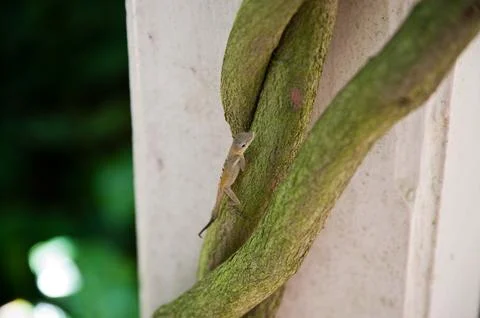 Lizard Stockfoto's