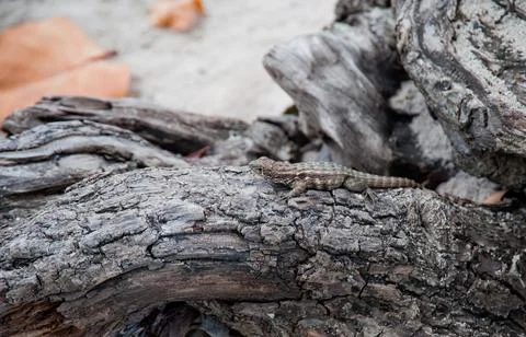 Lizard Stock Photos