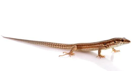 Lizard 写真素材