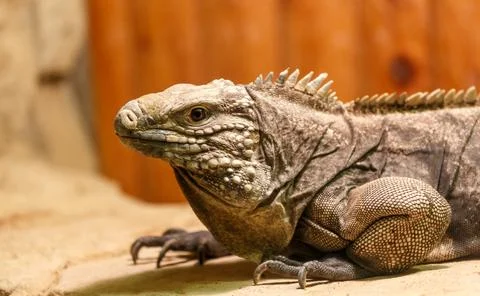 Lizard. Stock Photos
