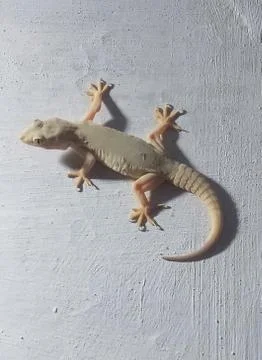 Lizard pic 写真素材