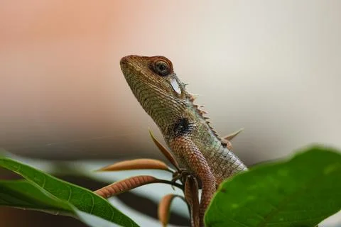 Lizard on Plant, Indian Forest. Stock Photos