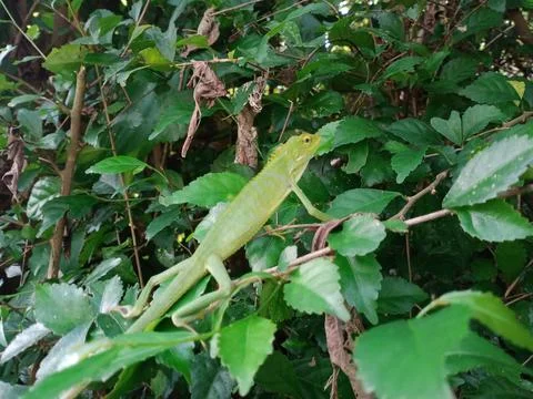 Lizard on a plant Stock Photos