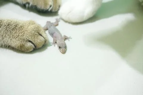 The lizard is played by the cat's hands Stock Photos