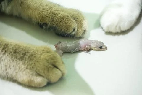 The lizard is played by the cat's hands Stock Photos