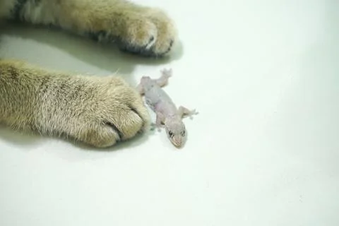 The lizard is played by the cat's hands Stock Photos