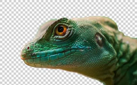 Lizard PNG 155 Stock Photos