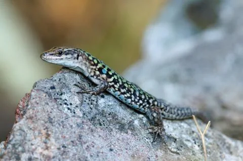 Lizard (Podarcis siculus) Stock Photos