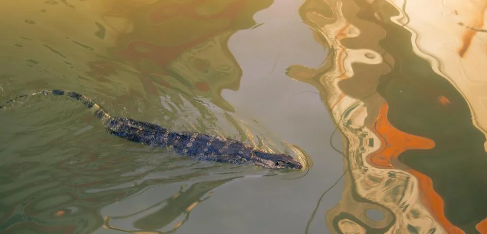 Lizard in the pond Stock Photos
