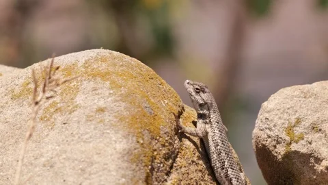 Lizard portrait Stock Footage 245640284