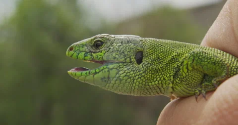 Lizard, Portrait of green headed agama lizard. Rwanda Africa. Stable footage Stock Footage 130773505