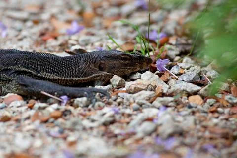 Lizard Portrait Stock Photos