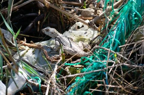Lizard posing on a plastic bag Stock Photos