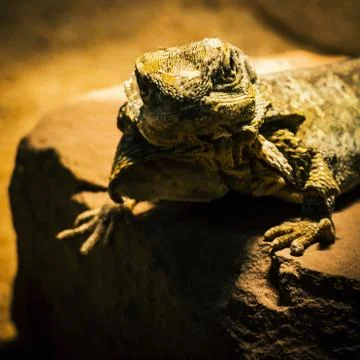 Lizard posing on sandstone Stock Photos
