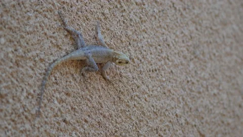 Lizard posing on vertical wall, looking around and going away Video stock 208941149