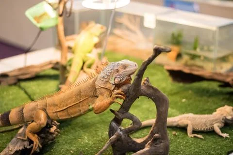 The Lizard posting Stock Photos