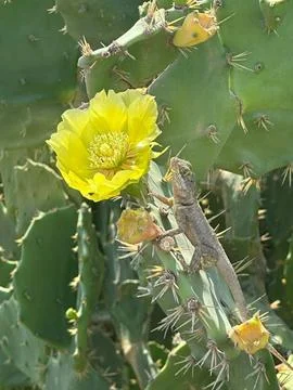 Lizard on prickly pear cactus Foto stock