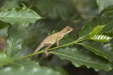 Lizard probably Calotes ellioti. Locality: Kodagu (Coorg) Karnataka, INDIA. Stock Photos